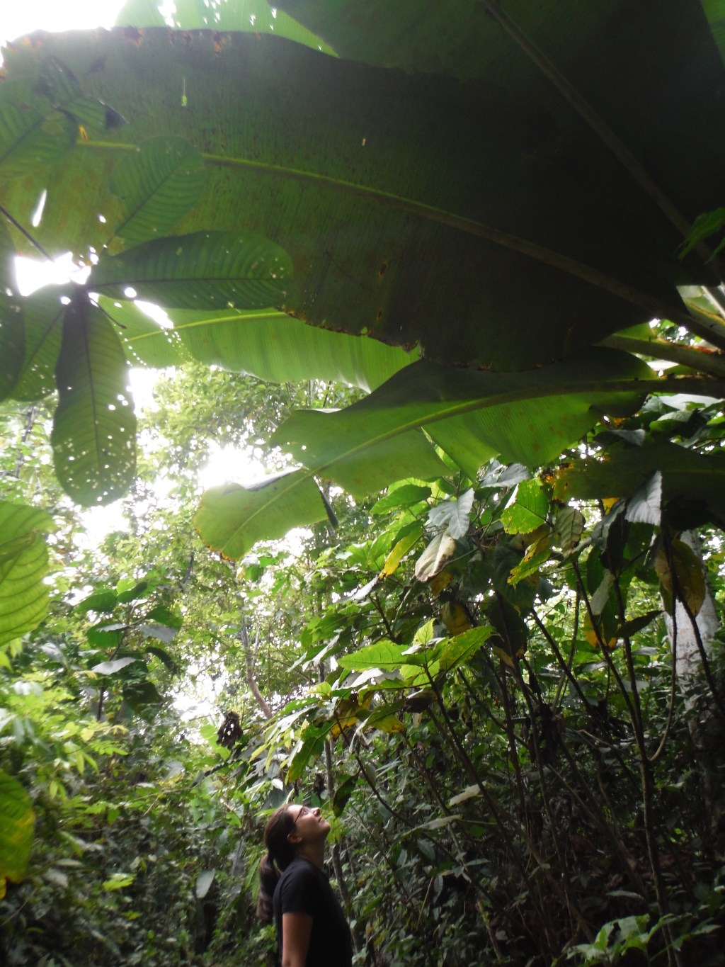 How to survive in the&nbsp;Jungle